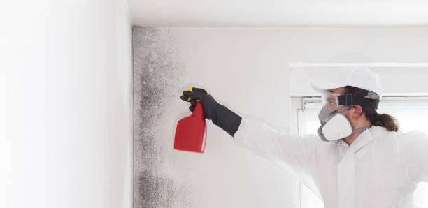Best Certified Mold Removal  in Alice, TX