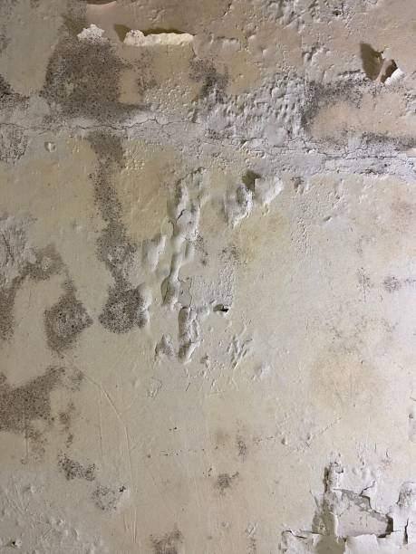 Best Local Mold Removal Service  in Alice, TX