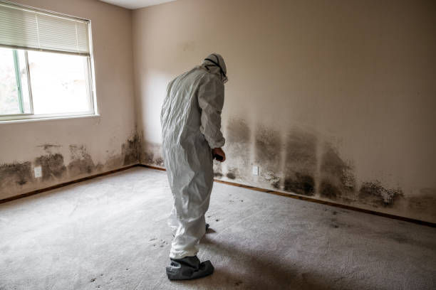 Crawl Space Mold Removal in Alice, TX